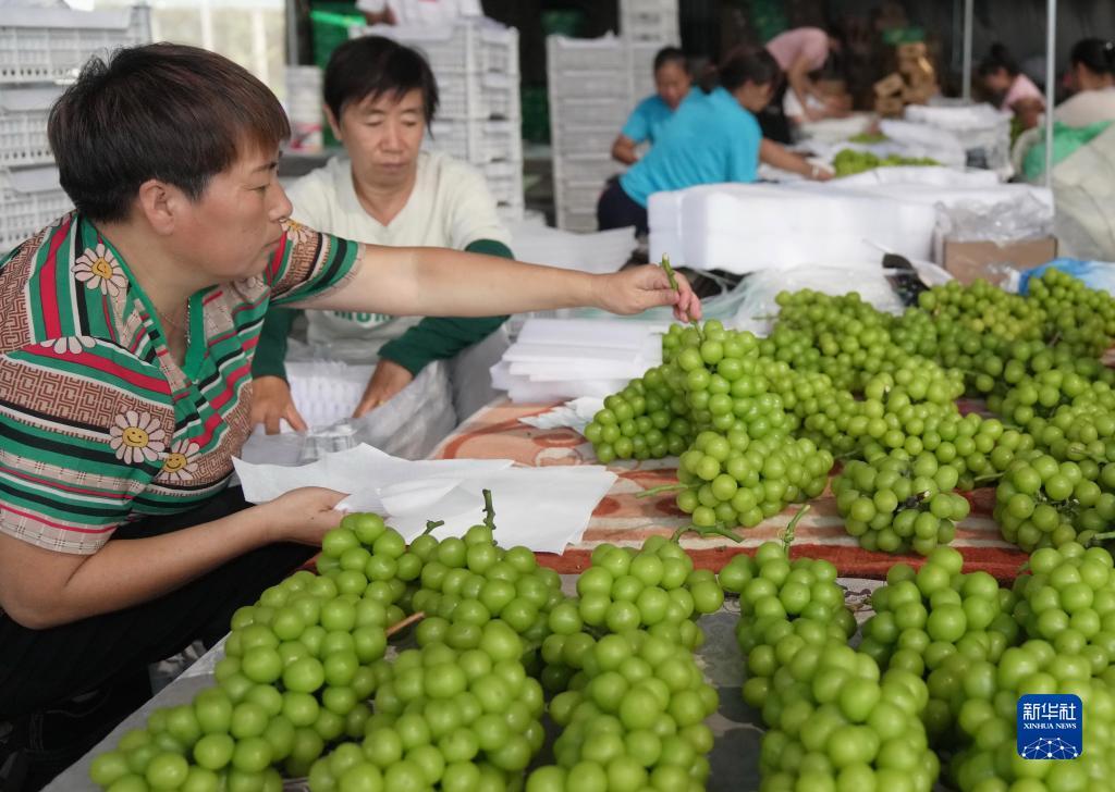 菠菜大全最新